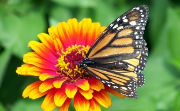 Chantry Island becomes a ‘Friend of Butterfly Gardens of Saugeen Shores’