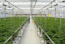 Supreme Cannabis to Double Annual Production
