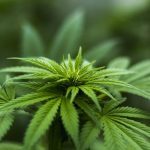 7Acres growing to meet demand