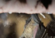 Rabid Bat Identified