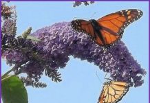 Horticultural Society learns more about Monarchs