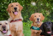 Guide Dog program relies on fundraisers and donations