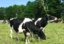 Farmers being pushed out of business says National Farmers Union
