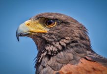 Fall is for the birds during Fall raptor migration