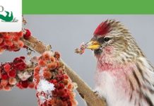 Annual Bird Count – a fun way to spend a winter’s day