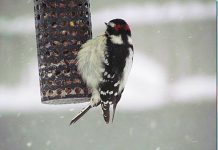 Feathered friends search for cold-weather food