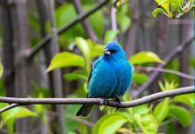 Nature photographer has an unusual visitor in her yard