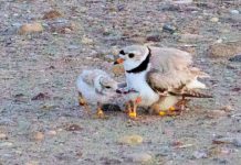Town of South Bruce found guilty of destroying endangered species habitat