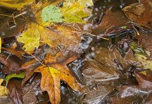 New Perspectives:  A Senior Moment – ‘This is Us?”