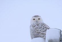 Out ‘n’ About: The beauty of Nature in Winter