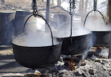 SVCA to host Maple Syrup information day