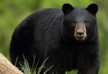 Province consulting on the return of the Annual Spring Bear Hunt