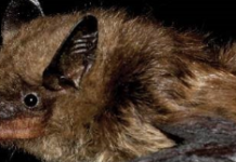 NWMO partners for bat research in South Bruce using acoustic monitoring