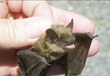 Two Grey-Bruce bats test positive for rabies