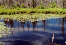 Provincial changes to Conservation Authorities Act, a threat to environmental protection