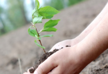 Forests Ontario Plants 2.8 Million Trees this Planting Season