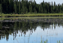 The NWMO and University of Guelph launch innovative eDNA research partnership