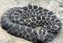Once Upon a Time: Rattlers and the Law