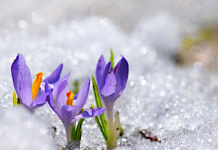 After a long winter, it’s time to think Spring!