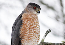 First bird to test positive this year for West Nile found in Lion’s Head
