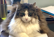 Pet of the Week:  A handsome affectionate guy